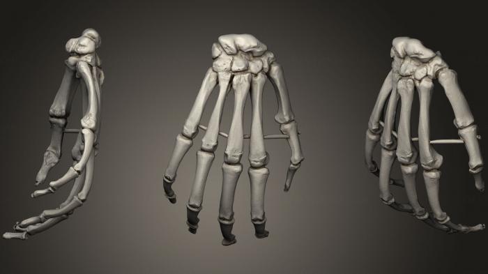 نموذج ثلاثي الأبعاد لآلة CNC تشريح الهياكل العظمية والجماجم نسخة اليد البشرية